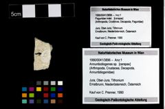 Foto (Objekt + Etikett) von Annuntiodiogenes sp.  (NHMW-GEO-1990-0041-3896)